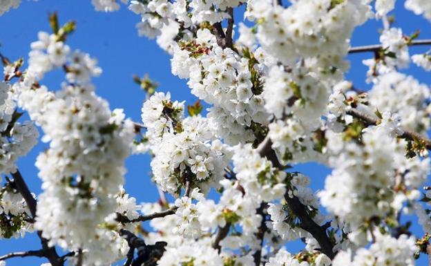Cerezos en flor en El Bierzo.