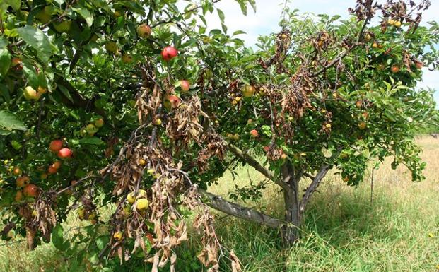 Árboles frutales afectados por el fuego bacteriano, en la localidad de Columbrianos.