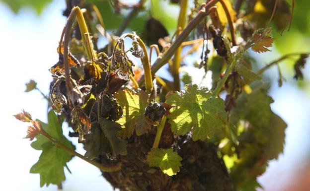 Daños de las heladas en los viñedos del Bierzo./César Sánchez