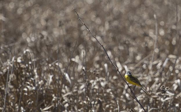 El campo alerta de una situación sin precedentes. /Eduardo Margareto