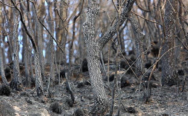Efecto del incendio en la Tebaida Berciana en abril del 2017. /César Sánchez