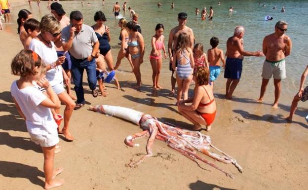 Un calamar gigante en la costa asturiana./ElComercio