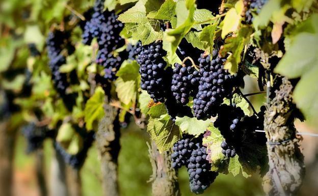 El sector vitivinicola, uno de los más afectados este año./