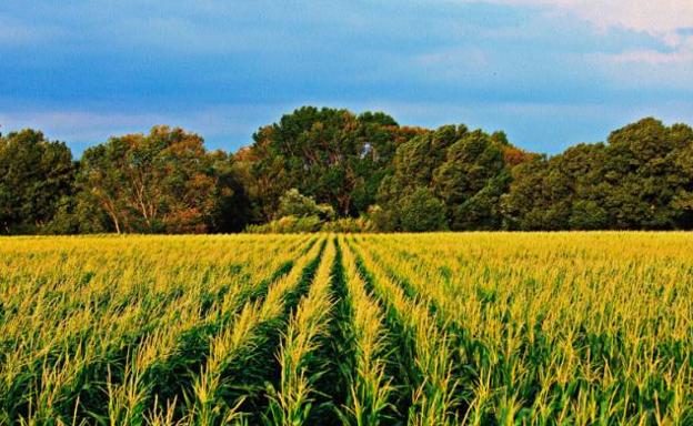 Campo de maíz en la provincia./