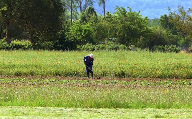 Un campesino en el campo./