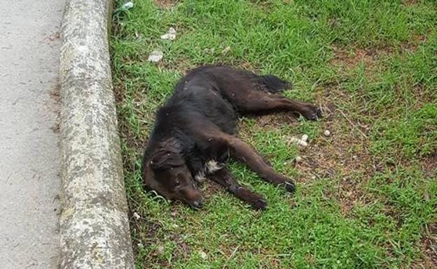 Unos de los perros hallado muerto /