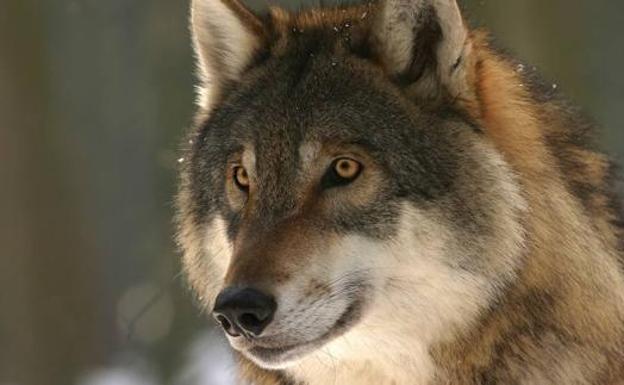 Un grupo de 60 asociaciones ecologistas y animalistas amenaza con denunciar el 'cupo del lobo' en Picos