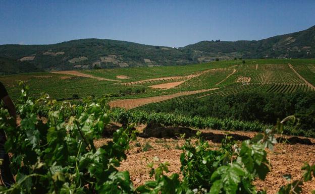 La DO Bierzo finaliza la vendimia con la producción de 11,2 millones de kilos de uva./