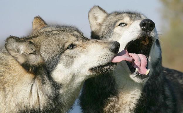 Ecologistas recurrirá el protocolo de regulación del lobo en Picos de Europa si se aprueba