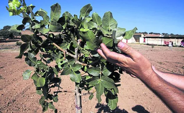 El pistachero es un árbol de hoja caduca, propio de climas templados y secos./