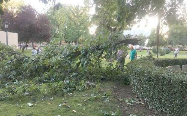 Imagen de la rama caída sobre el parque./