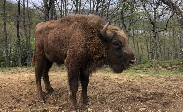 Imagen actual del bisonte Guzmán. /