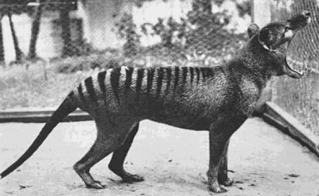 George y otros animales que fueron los últimos de su especie 1 Benjamin, el último tilacino conocido, en una foto de 1933.