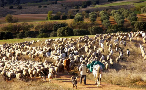 Un pastor trashumante conduce sus ovejas por una cañada. /Berta Martín López