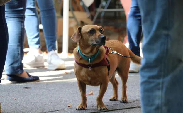 Imagen de un perro de paseo en la capital leonesa. /