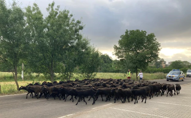 Las merinas negras a su paso por Ciudad Rodrigo, esta mañana. /s. g.