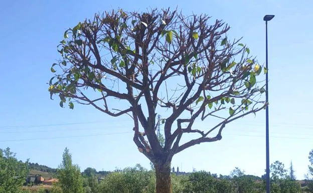 Un árbol podado en León./