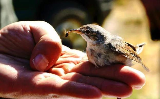 Casi la mitad de las aves de Castilla y León acusa un declive en los últimos 25 años