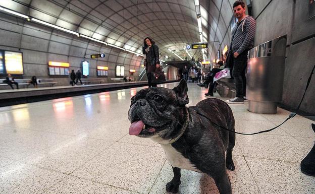 Las mascotas son usuarias habituales del metro desde hace más de una década./BORJA AGUDO