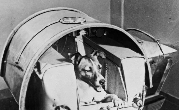 La perrita Laika, a bordo del Sputnik 2 (1957). /Archivo
