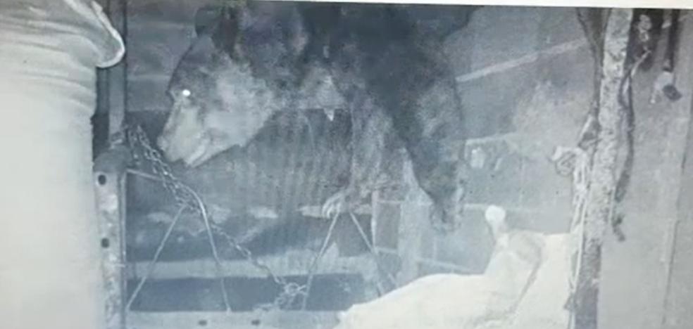 El oso 'vive' en Palacios de Sil: baja por las noches a los pueblos y destroza huertas, paredes y ganaderías para comer - Vimarsana News