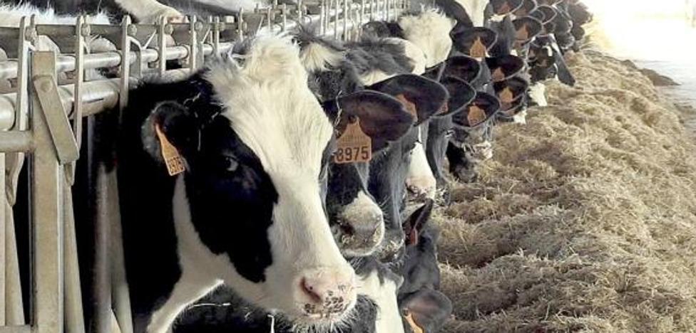 El uso de la aplicación Módulo Ganadero de la Consejería de Agricultura sube un 17% en los últimos años - Vimarsana News