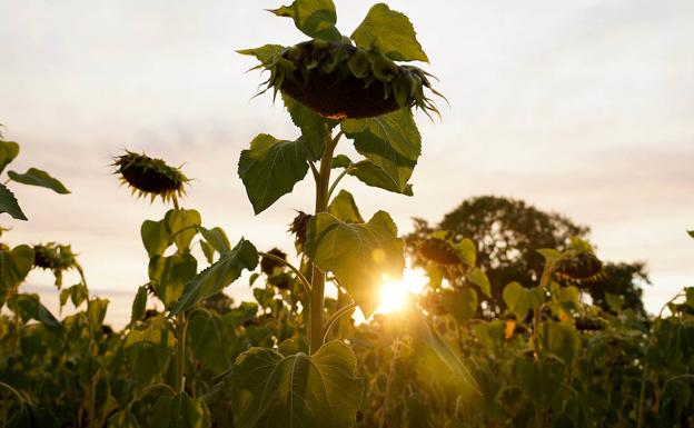 Agricultura convoca, por más de nueve millones, las ayudas para proyectos  de inversión del Plan de Impulso | leonoticias